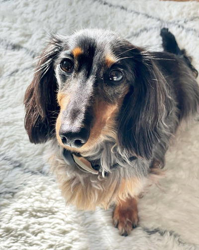 Teppiche für ältere Hunde: rutschfest und gelenkschonend
